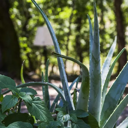 Catalano Casa de Campo