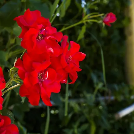 Casa de Campo Catalano Abbateggio