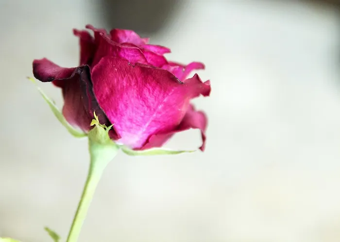 Country house Catalano *